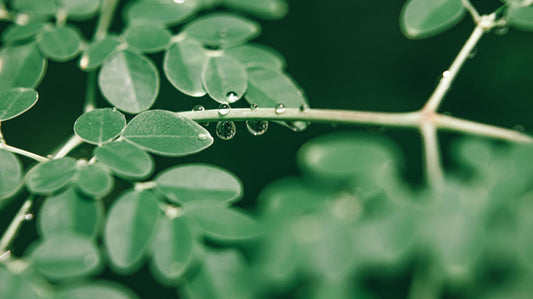 Discover the Power of Moringa: Top Benefits Unveiled